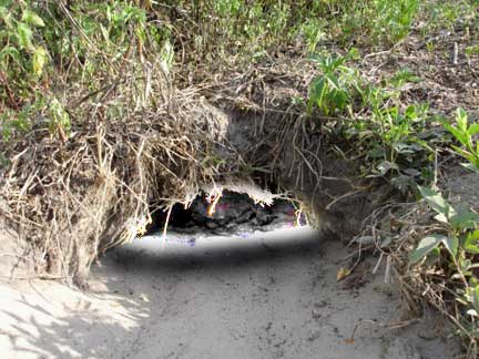 gopher tortoise in his hole