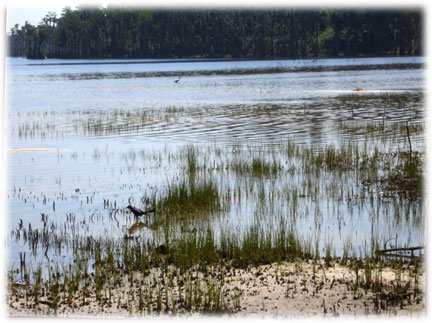 birds at Lake Louisa