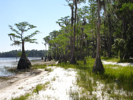 cypress trees at Lake Louisa