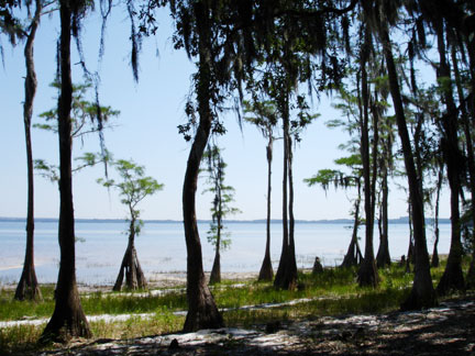 cypress trees at Lake Louisa