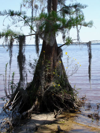 tall cypress tree