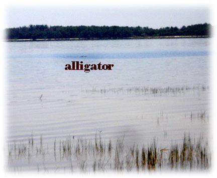 alligator at Lake Louisa