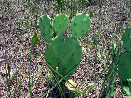 cactus