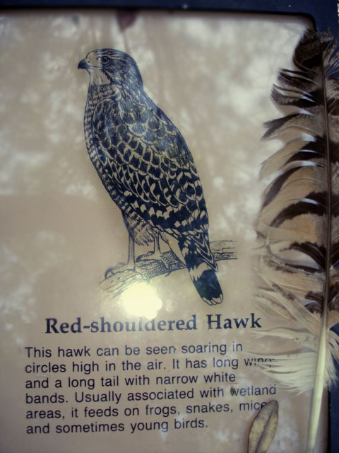 hawk