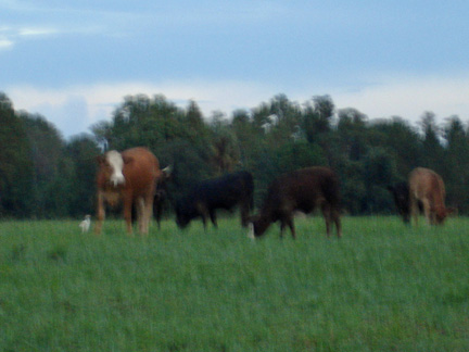 cows behind our RV