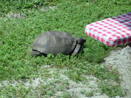 turtle at the campsite of the two RV Gypsies