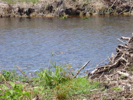 alligator behind the RV