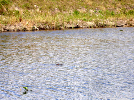 alligator behind the RV