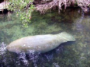 Florida manatee