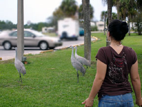 wildlife while camping in our RV