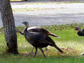 wildlife while camping in our RV