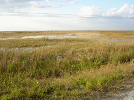 the Everglades