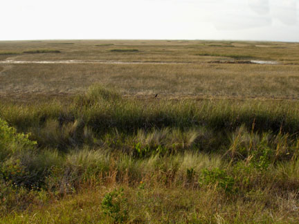 a lone bird in the Everglades