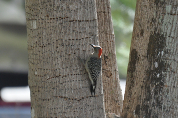 a woodpecker