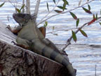 Iguana