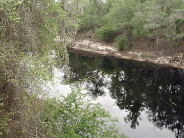 Suwannee River Springs