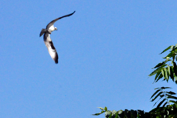 eagle flying overhead