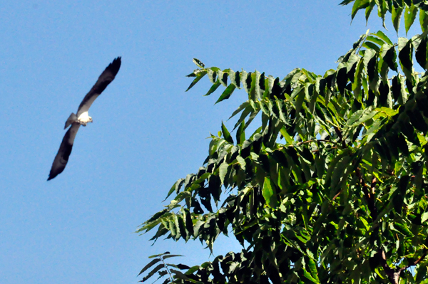 eagle flying overhead