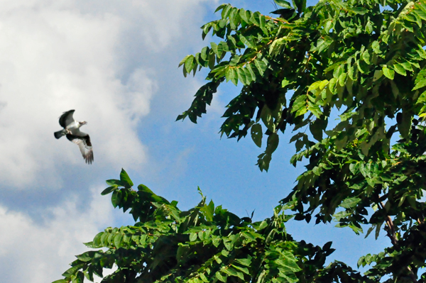 eagle flying overhead