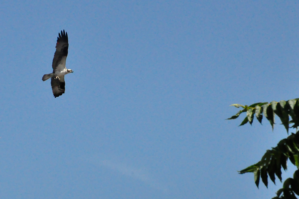 eagle flying overhead