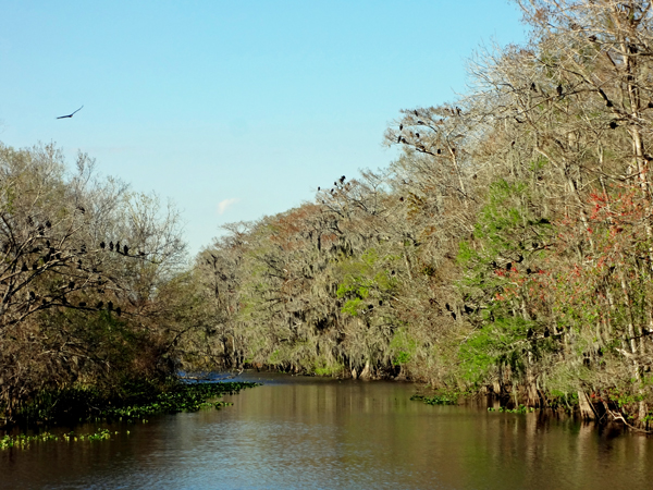 thousands of American Black Vultures