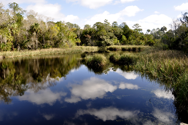 trees, clouds, and sky reflecting in the water at Manatee Springs State Park