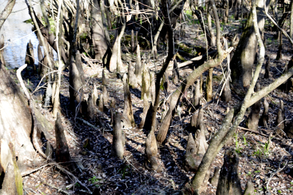 Really big Cypress Knees
