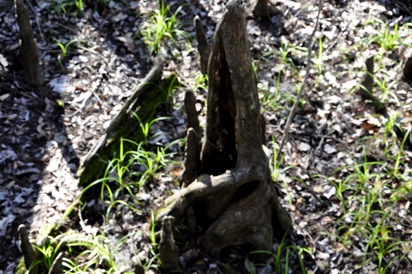 Really big Cypress Knees