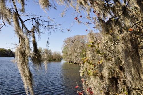 lots of Spanish Moss