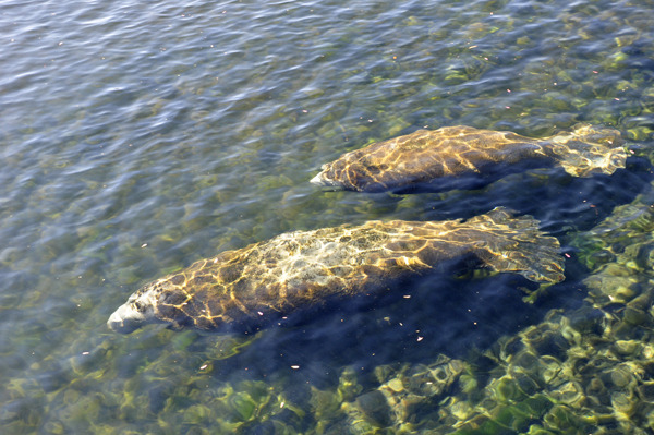 manatees swimming at Manatee Springs State Park in Florida