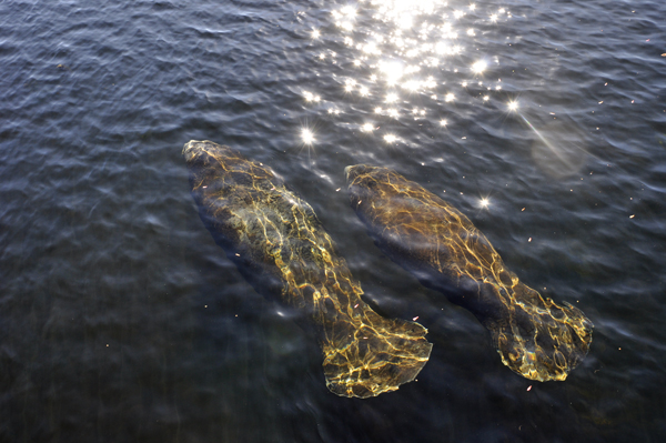 manatees swimming at Manatee Springs State Park in Florida