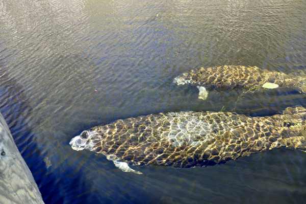 The manatees swam right under the floating dock