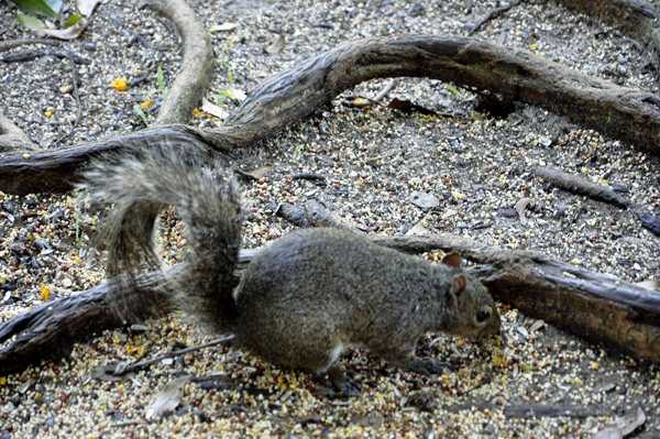 squirrel