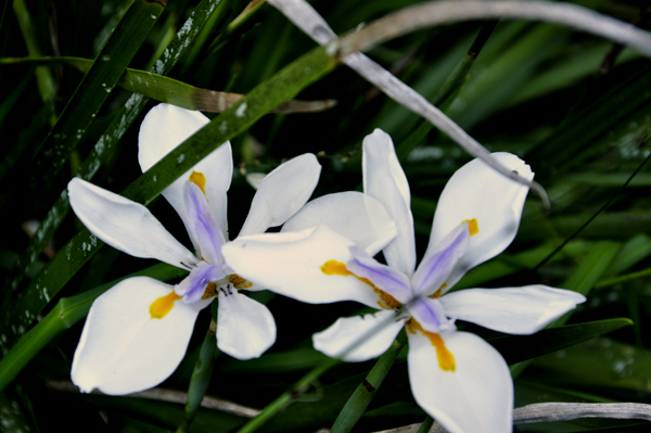African Iris