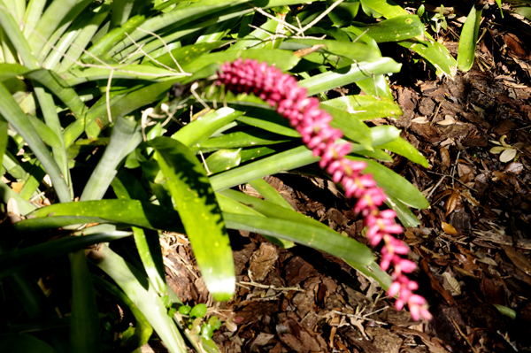 A flower at Bok Tower Gardens in Lake Wales, Florida