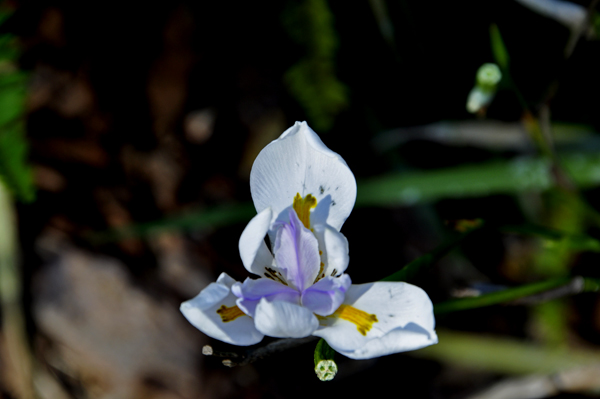 A flower at Bok Tower Gardens in Lake Wales, Florida