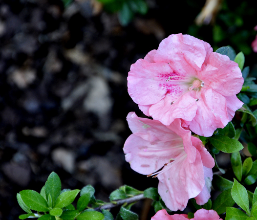 A flower at Bok Tower Gardens in Lake Wales, Florida