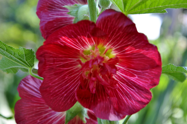A flower at Bok Tower Gardens in Lake Wales, Florida