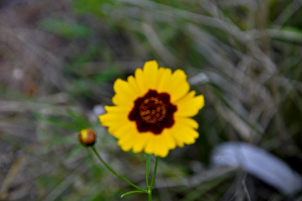 Dune Sunflower