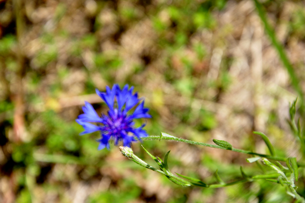 flower on the riverwalk
