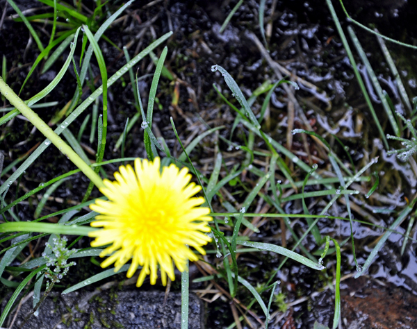 a flower