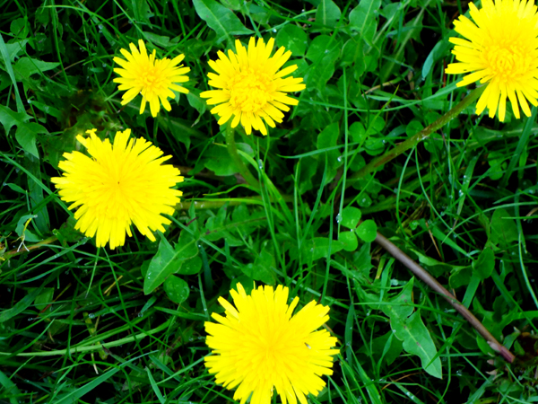 flowers