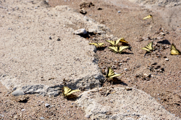 lots of yellow butterflies