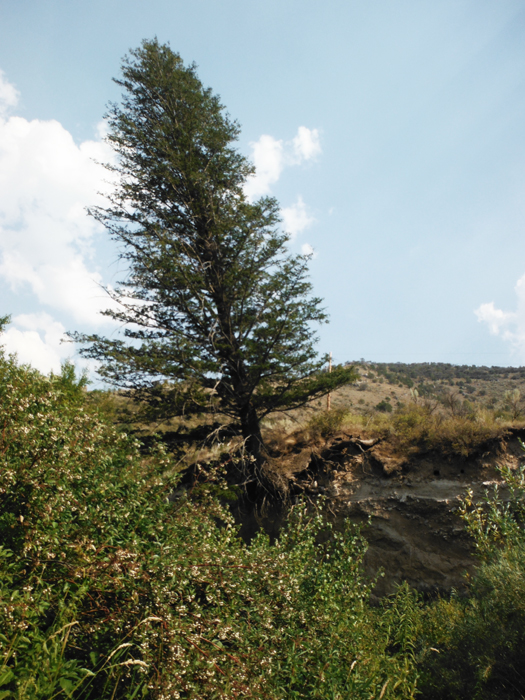 tree hanging over a cliff at the KOA