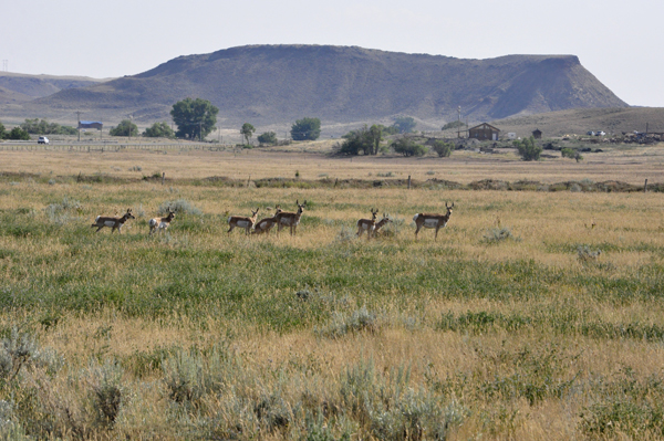 pronghorns by Healy Reservoir?
