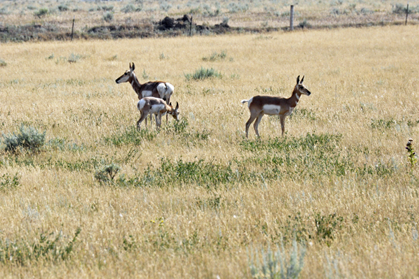pronghorns by Healy Reservoir?