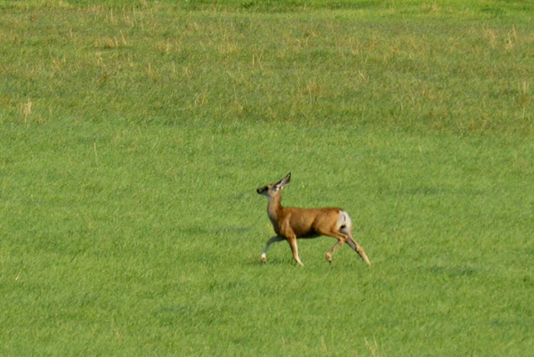 deer