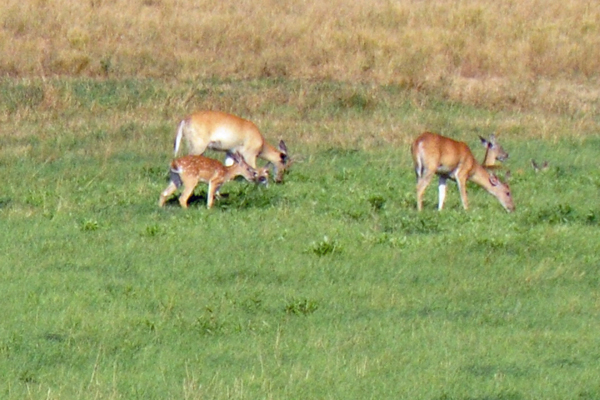 deer