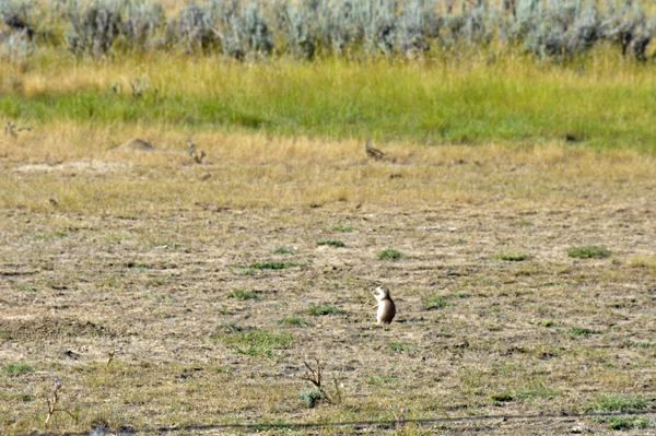 prairie dogs