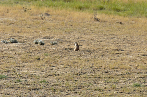 prairie dogs